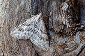 Lesser treble-bar (Aplocera efformata), Moth on wood, top view, Gers, France.