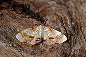 Scorched wing (Plagodis dolabraria) Moth on wood, top view, open wings, Gers, France.
