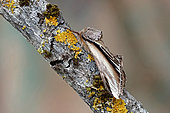 Swallow prominent (Pheosia tremula) Moth on wood, side view, Gers, France.