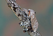 Pale Tussock (Calliteara pudibunda) Moth on wood, side view, Gers, France.