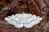Dorset cream wave (Stegania trimaculata), Moth on wood, top view, Open wings, Gers, France.
