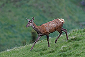 Red deer (Cervus elaphus) Doe walking quietly over a small pass, 1860m, Haute-Garonne, France.