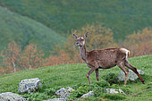 Red deer (Cervus elaphus) Doe looking at a congener eating on her right, 1860m, Haute-Garonne, France.