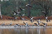 Common cranes (Grus grus) on a Landes laguna used as a night resting place, flying off at dawn in small groups, Landes, France.