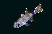 Similar Cardinalfish (Nectamia similis), night dive, Batu Angus dive site, Lembeh Straits, Sulawesi, Indonesia