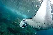 Reef Manta Ray (Mobula alfredi), classified as Vulnerable, by island with surge, Manta Alley dive site, Padar Island, Komodo National Park, Indonesia
