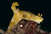 Purple-edged Ceratosoma Nudibranch (Ceratosoma tenue), Makawide Slope dive site, Lembeh Straits, Sulawesi, Indonesia