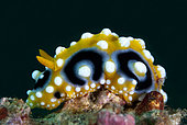 Ocellate Phyllidia Nudibranch (Phyllidia ocellata), Tanjung Kubur dive site, Lembeh Straits, Sulawesi, Indonesia