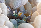 Commensal Shrimp (Ancylomenes sp.) on Bubble Coral (Plerogyra sinuosa), Tanjung Kubur dive site, Lembeh Straits, Sulawesi, Indonesia