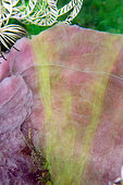 Harmless tracer ink injected into Barrel Sponge (Xestospongia testudinaria), to demonstrate flow patterns, Cannibal Rock dive site, Horseshoe Bay, Nusa Kode, south Rinca Island, Komodo National Park, Indonesia