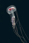 Mauve Stinger Jellyfish (Pelagia sp), Tatawa Besar Island, Komodo National Park, Indonesia