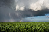 Arc en ciel et champ de blé. Averse orageuse printanière, rideau de grêle et arc-en-ciel, Eure et Loir, France