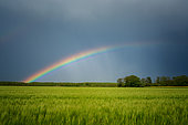 A rainbow and a field of wheat. A thunderstorm clears over Paris with a magnificent rainbow in the background. Bouglainval, Eure et Loir, France