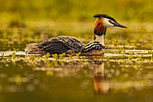 Great Crested Grebe (Podiceps cristatus) with a chick on its back. Loir et Cher-Sologne, France.
