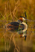 Great Crested Grebe (Podiceps cristatus) with a chick on its back. Loir et Cher-Sologne, France.