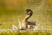 Great Crested Grebe (Podiceps cristatus) snorting, Loir et Cher, Sologne, France