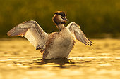 Great Crested Grebe (Podiceps cristatus) flapping its wings on the water, Loir et Cher, Sologne, France.