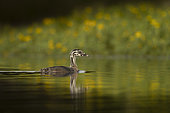 Great Crested Grebe (Podiceps cristatus) chick on water. Loir et Cher-Sologne, France.