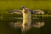 Great Crested Grebe (Podiceps cristatus) chick flapping its wings on water. Loir et Cher-Sologne, France.