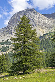 European larch (Larix decidua) in summer, Vallon du Laverq, Ubaye Valley, Alpes-de-Haute-Provence, France