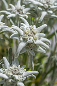 Edelweiss (Leontopodium sp.), Alpes-de-Haute-Provence, France