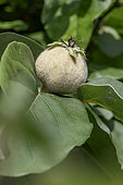 Quince (Cydonia oblonga), young fruit in may, Gers, France
