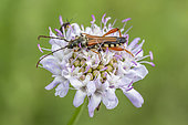 Longhorn beetle (Stenopterus rufus) on Scabious (Scabiosa sp.) flower, Gard, France