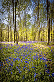 Bluebell (Hyacinthoides non scripta) flowers in spring, Tournehem-sur-la-Hem, Pas de Calais, France