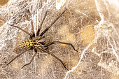 Domestic house spider (Tegenaria domestica) on its web, spring, Pas de Calais, France