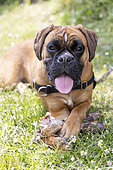 Young female boxer holding a bone in her paws