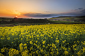 Rape field in bloom at sunset in spring, Côte d'Opale, Escalles, Pas-de-Calais, France