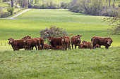 Limousine cows in the meadow in spring, Moselle, France