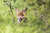 Red fox (Vulpes vulpes), cub in a meadow, spring, Moselle, France