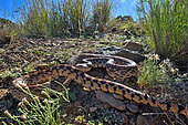 Great Basin Gophersnake Pituophis catenifer deserticola W. USA. Panamint mountains.