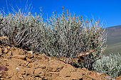 California Lyresnake (Trimorphodon lyrophanes) Panamint mountains. S. California. Baja California.