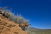 Serpent-lyre de Californie. California Lyresnake - Trimorphodon lyrophanes Panamint mountains. S. California. Baja California.