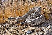 Horned rattlesnake, Sidewinder, (Crotalus cerastes), S.W USA, N. Mexico Anza-Borrego desert, Californie