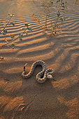Horned rattlesnake, Side winder (Crotalus cerastes), S.W. USA. N. Mexico, Imperial dunes, California