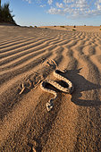 Horned rattlesnake, Side winder (Crotalus cerastes), S.W. USA. N. Mexico, Imperial dunes, California
