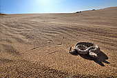 Crotale cornu. Horned rattlesnake. ÇÊ Side winderÊÈ Crotalus cerastes S.W. USA. N. MEXICO Imperial dunes ( California)