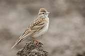 Greater Short-toed Lark (Calandrella brahydactyla), side view of an adult standing on the ground, Campania, Italy