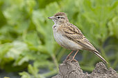 Greater Short-toed Lark (Calandrella brahydactyla), side view of an adult standing on the ground, Campania, Italy