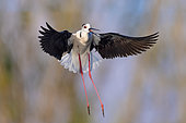 Black-winged Stilt (Himantopus himantopus), front view of an adult in flight, Campania, Italy
