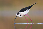 Black-winged Stilt (Himantopus himantopus), side view of an adult male walking in the water, Campania, Italy