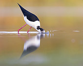 Black-winged Stilt (Himantopus himantopus), side view of an adult male looking for food in the water, Campania, Italy