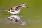 Little Stint (Calidris minuta), side view of an adult standing in the water, Campania, Italy