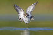 Little Stint (Calidris minuta), front view of an adult taking off from the water, Campania, Italy