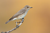 Spotted Flycarcher (Muscicapa striata), side view of an adult perched on a branch, Campania, Italy