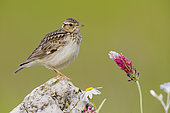 Wooodlark (Lullula arborea), side view of an adult standing on a rock, Campania, Italy