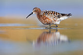 Curlew Sandpiper (Calidris ferruginea), side view of an adult standing in the water, Campania, Italy